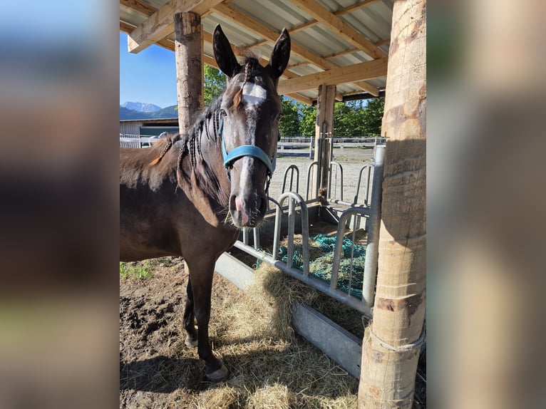 Cruzado Croisé Jument 4 Ans 154 cm Bai brun in Reutte