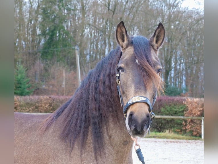 Cruzado Jument 4 Ans 157 cm Isabelle in Neustadt (Wied)