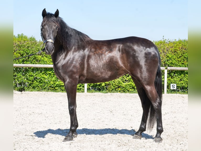 Cruzado Jument 4 Ans 158 cm Noir in Neustadt (Wied)