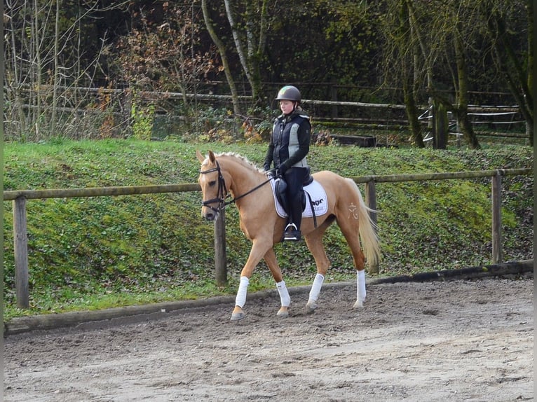 Cruzado Jument 4 Ans 158 cm Palomino in Wellheim
