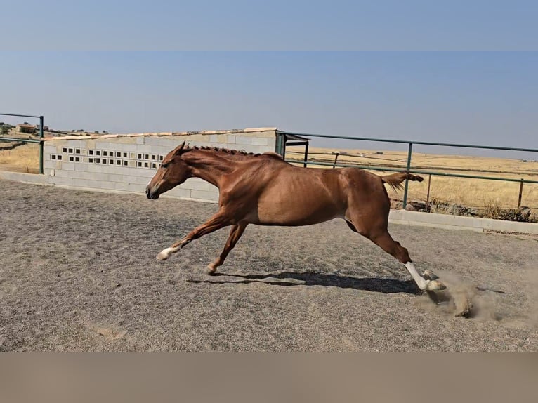 Cruzado Jument 4 Ans 160 cm Alezan in Brozas