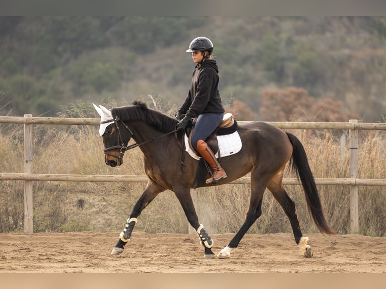 Cruzado Jument 4 Ans 160 cm Bai in Torredembarra