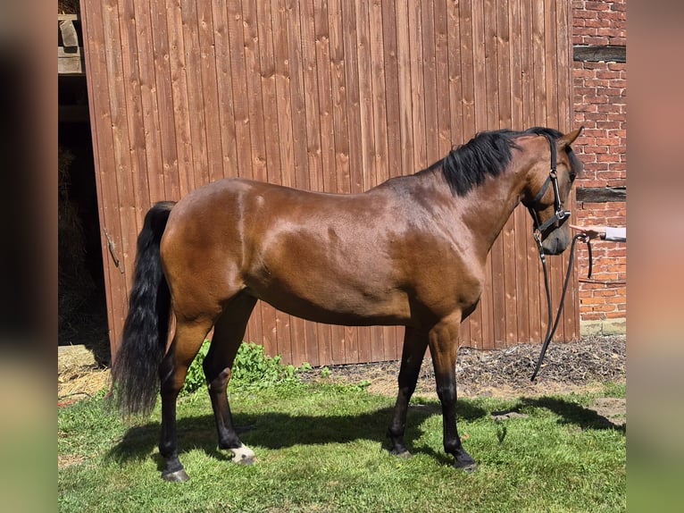 Cruzado Jument 4 Ans 160 cm Bai in Wadersloh