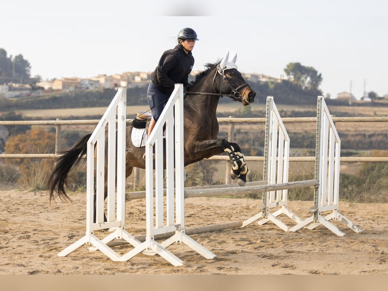 Cruzado Jument 4 Ans 160 cm Bai in Subirats