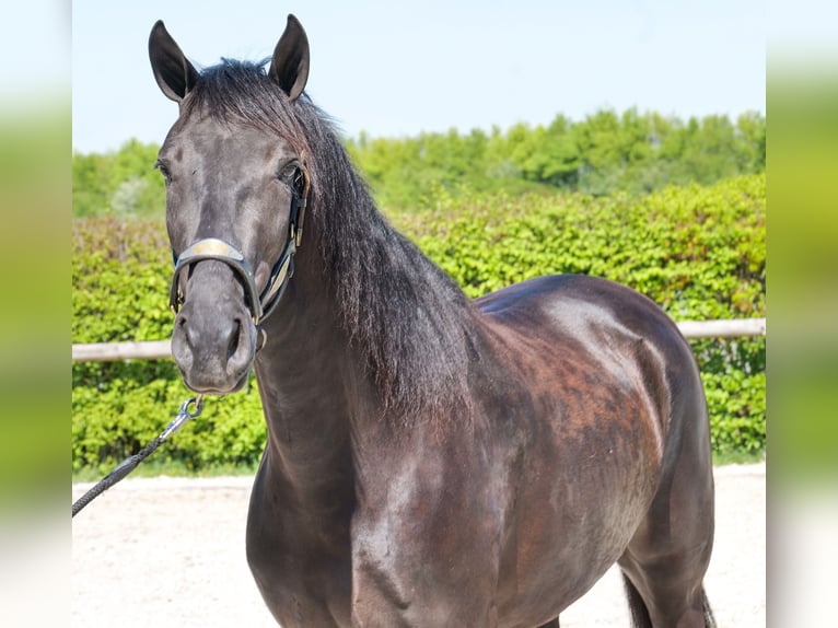Cruzado Jument 4 Ans 160 cm Noir in Neustadt (Wied)