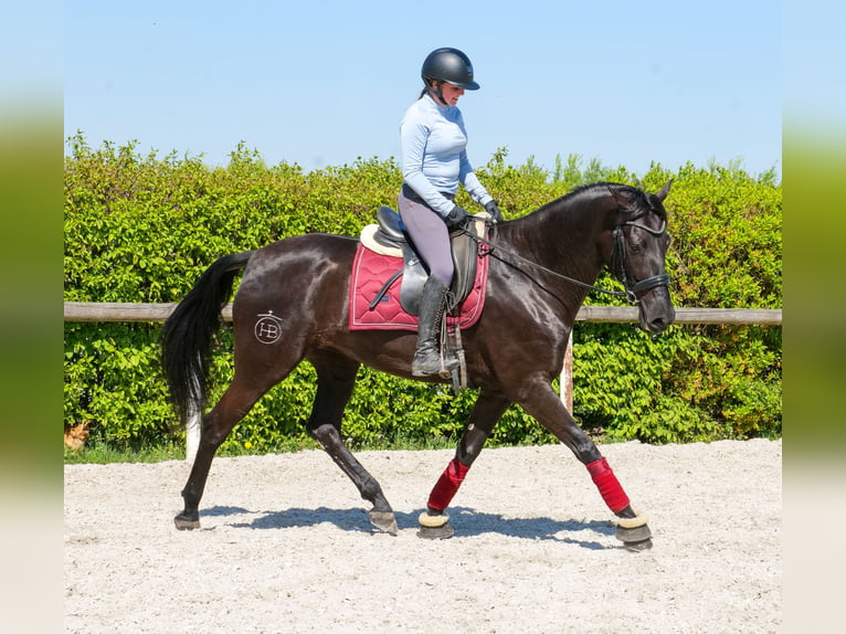 Cruzado Jument 4 Ans 160 cm Noir in Neustadt (Wied)
