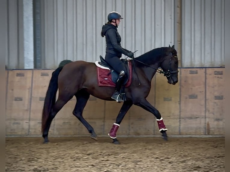 Cruzado Jument 4 Ans 162 cm Bai brun in Neustadt (Wied)