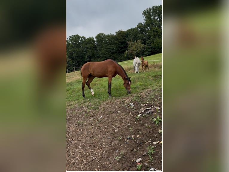 Cruzado Jument 4 Ans 162 cm Bai in Gengenbach