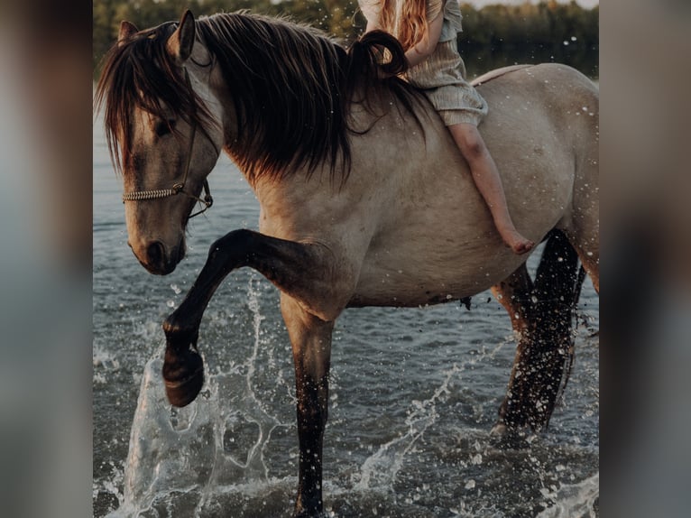 Cruzado Jument 4 Ans 162 cm Buckskin in Karlsbad