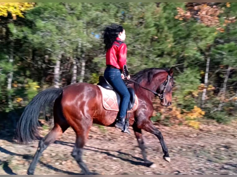 Cruzado Jument 4 Ans 165 cm Bai in lauris