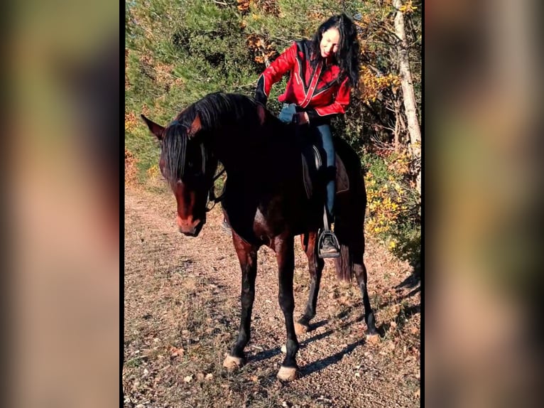 Cruzado Jument 4 Ans 165 cm Bai in lauris