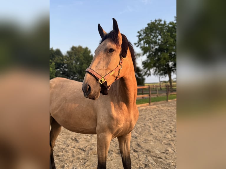 Cruzado Jument 4 Ans 165 cm Isabelle in Hude (Oldenburg)