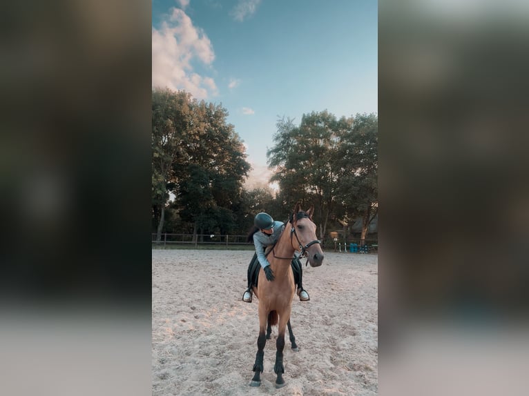 Cruzado Jument 4 Ans 165 cm Isabelle in Hude (Oldenburg)