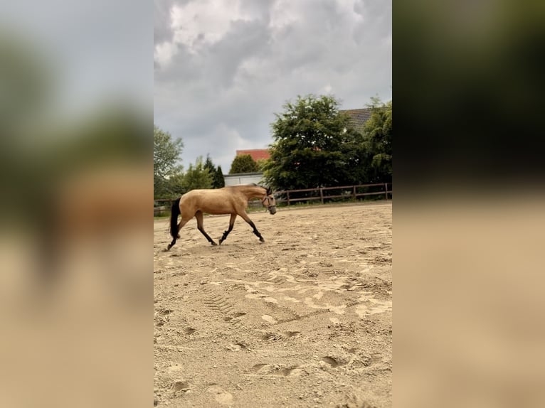 Cruzado Jument 4 Ans 165 cm Isabelle in Hude (Oldenburg)