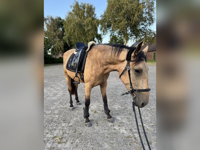 Cruzado Jument 4 Ans 165 cm Isabelle in Hude (Oldenburg)