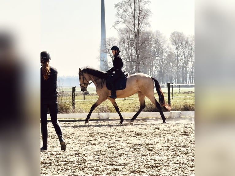Cruzado Jument 4 Ans 165 cm Isabelle in Hude (Oldenburg)