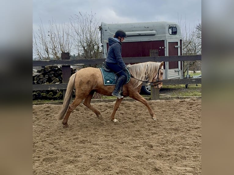 Cruzado Jument 5 Ans 152 cm Dunalino in Daleiden