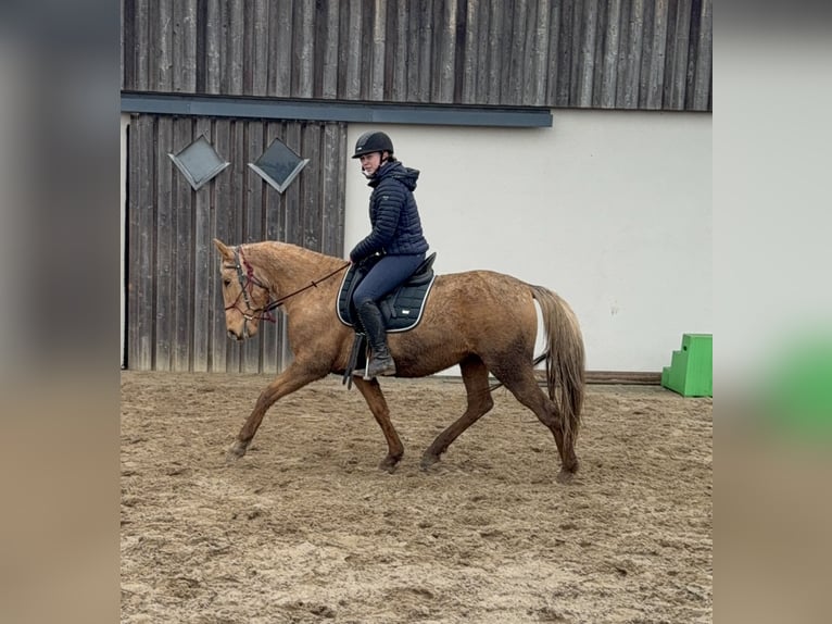 Cruzado Jument 5 Ans 152 cm Dunalino in Daleiden