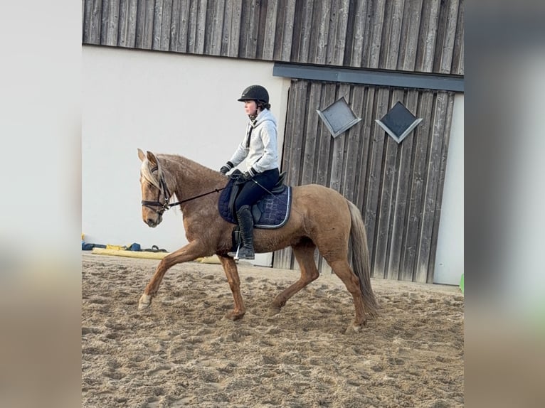 Cruzado Jument 5 Ans 152 cm Dunalino in Daleiden