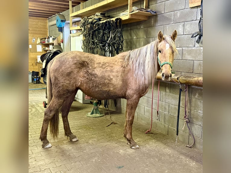 Cruzado Jument 5 Ans 152 cm Dunalino in Daleiden