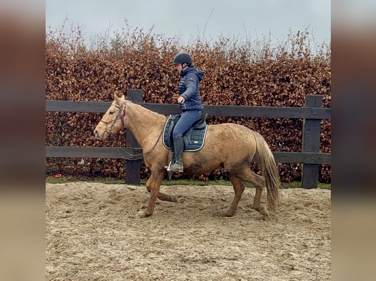 Cruzado Jument 5 Ans 152 cm Dunalino in Daleiden