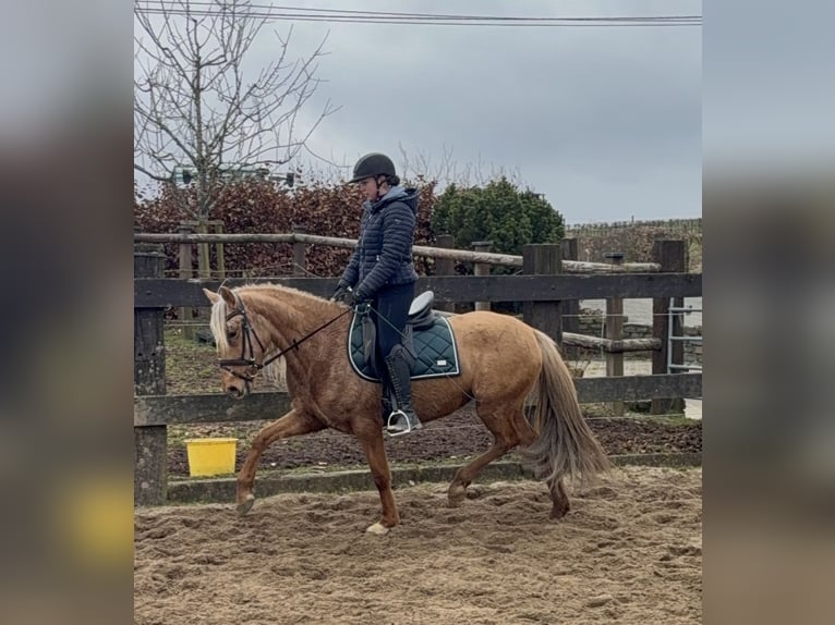 Cruzado Jument 5 Ans 152 cm Dunalino in Daleiden