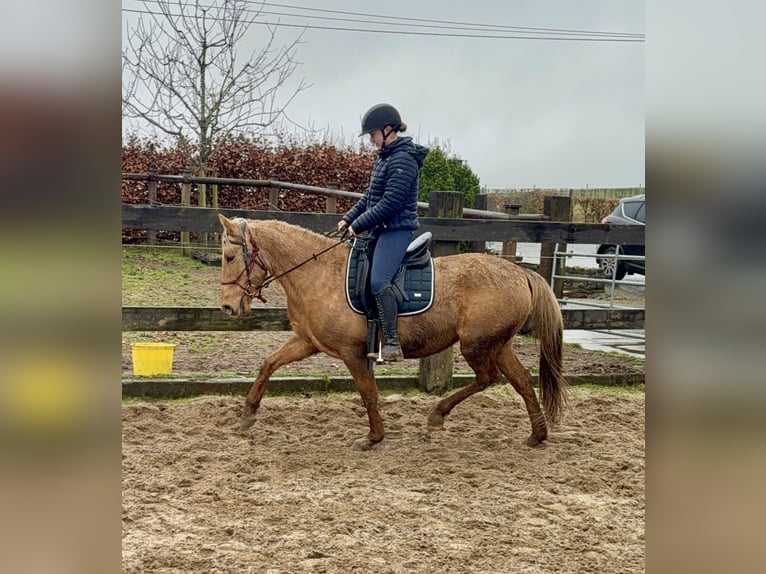 Cruzado Jument 5 Ans 152 cm Dunalino in Daleiden
