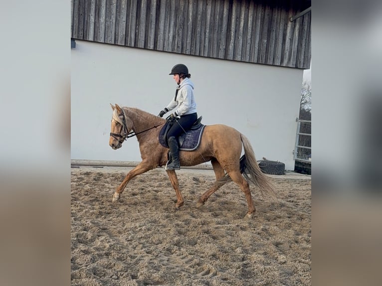 Cruzado Jument 5 Ans 152 cm Dunalino in Daleiden