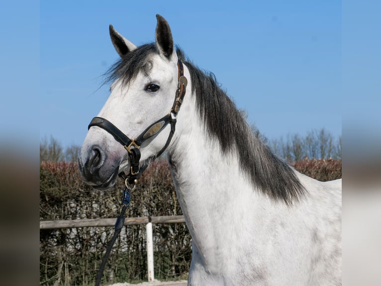 Cruzado Jument 5 Ans 155 cm  in Neustadt (Wied)