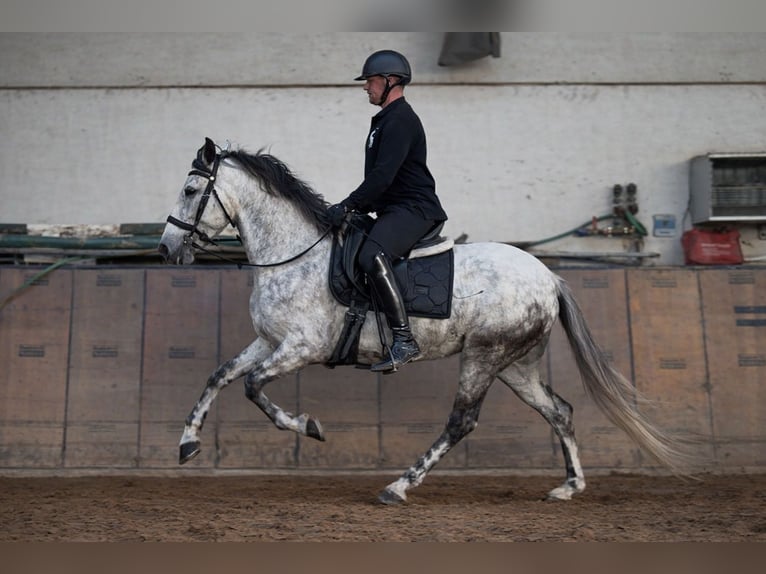 Cruzado Jument 5 Ans 155 cm Gris in Neustadt (Wied)