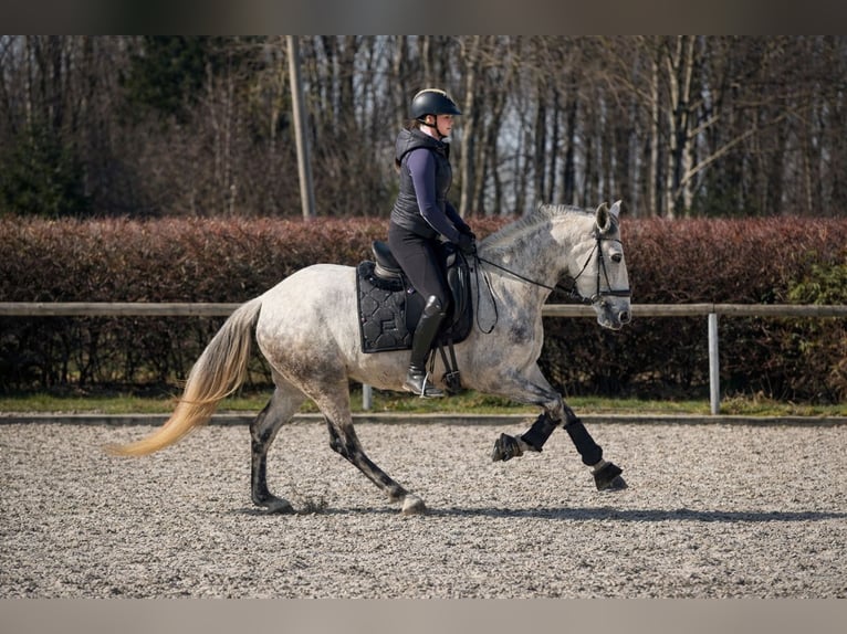 Cruzado Jument 5 Ans 155 cm Gris in Neustadt (Wied)
