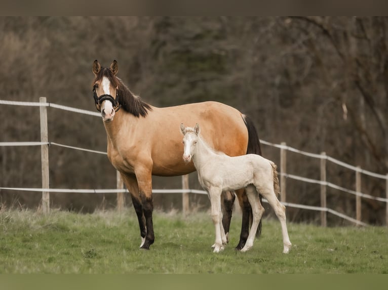 Cruzado Jument 5 Ans 160 cm Buckskin in Windhagen