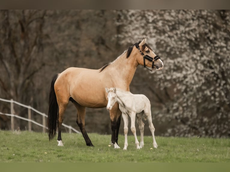Cruzado Jument 5 Ans 160 cm Buckskin in Windhagen