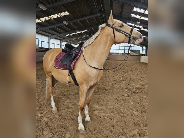 Cruzado Jument 5 Ans 160 cm Palomino in Rommerskirchen