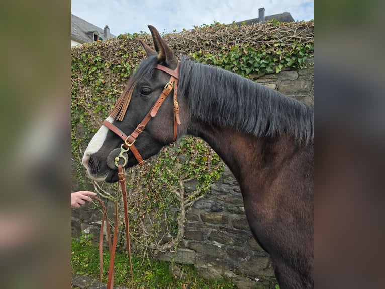 Cruzado Jument 5 Ans 161 cm Noir in Linkenbach