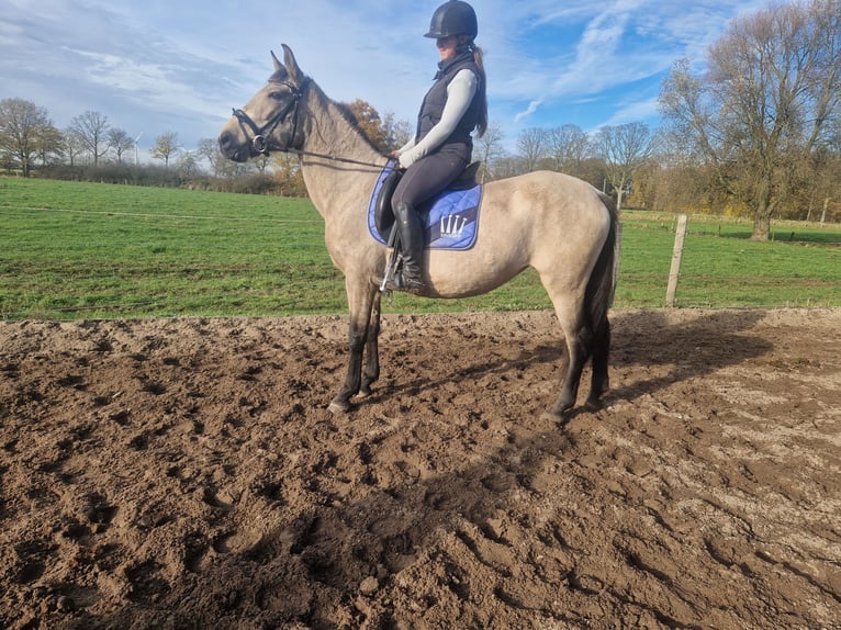 Cruzado Croisé Jument 6 Ans 149 cm Isabelle in Wachtendonk