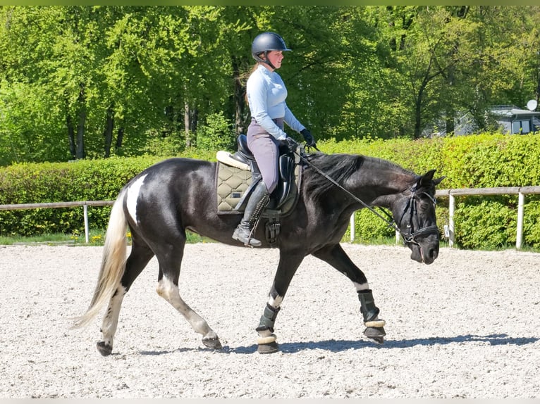 Cruzado Jument 6 Ans 150 cm Pinto in Neustadt (Wied)