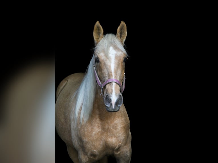 Cruzado Jument 6 Ans 151 cm Palomino in Schipluiden