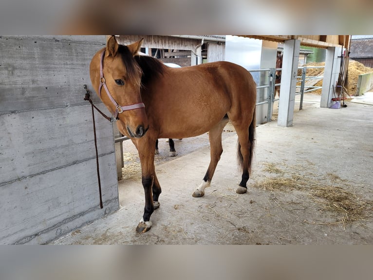 Cruzado Jument 6 Ans 155 cm Isabelle in Gams