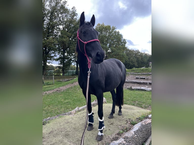 Cruzado Jument 6 Ans 158 cm Noir in Norderstedt