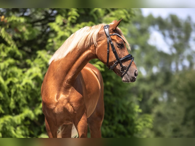 Cruzado Jument 6 Ans 160 cm Alezan in Windhagen