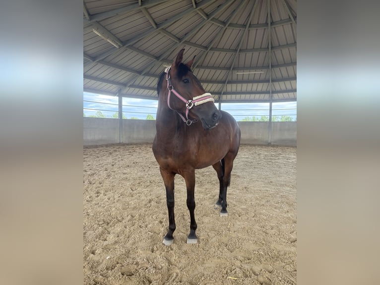 Cruzado Jument 6 Ans 162 cm Bai brun in Brühl