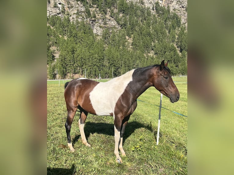 Cruzado Jument 7 Ans 144 cm Pinto in Mex VD