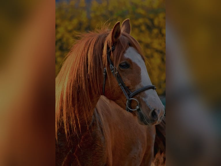 Cruzado Jument 7 Ans 145 cm Alezan in Bensheim