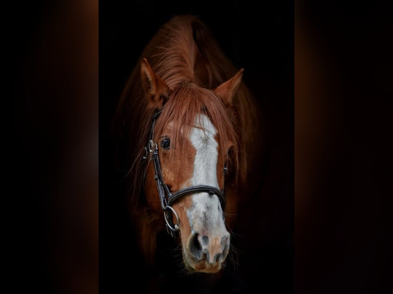 Cruzado Jument 7 Ans 145 cm Alezan in Bensheim