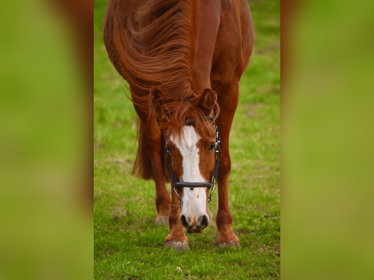 Cruzado Jument 7 Ans 145 cm Alezan in Bensheim