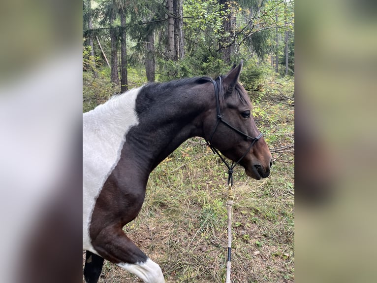 Cruzado Jument 7 Ans 145 cm Pinto in Randa