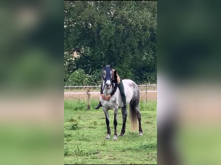 Cruzado Jument 7 Ans 146 cm Gris in Mook