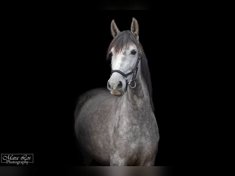 Cruzado Jument 7 Ans 155 cm Gris in Ahaus Cruzado Jument 7 Ans 155 cm Gris in Ahaus