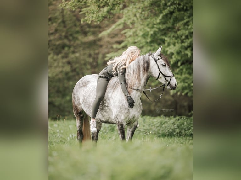 Cruzado Croisé Jument 7 Ans 155 cm Gris in WindhagenWindhagen